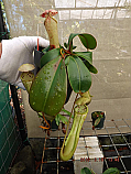 Nepenthes Shaleen N. bellii x clipeata