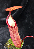 Nepenthes J. Lovelock