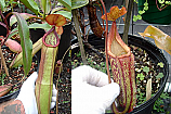 Nepenthes Buttons N. (thorelii xx Hachijo) x maxima Large