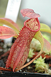 Nepenthes Griffin N.(thorelii x (northiana x maxima)) x (spectabilis x veitchii) Large
