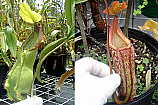 Nepenthes Temperance N.spathulata x maxima Large