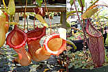 Nepenthes Frosty N. ventricosa x (sanguinea x ramispina)