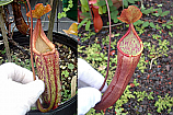 Nepenthes Epigaea N. maxima x (thorelii x densiflora)