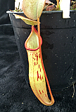 Nepenthes Streamer NN4360905 N. hirsuta x stenophylla Hybrid Large