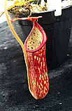 Nepenthes New Idol NN4250903